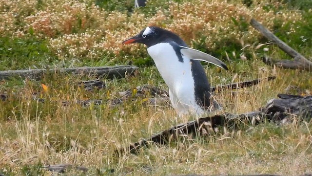 Gentoo Penguin - ML631011265