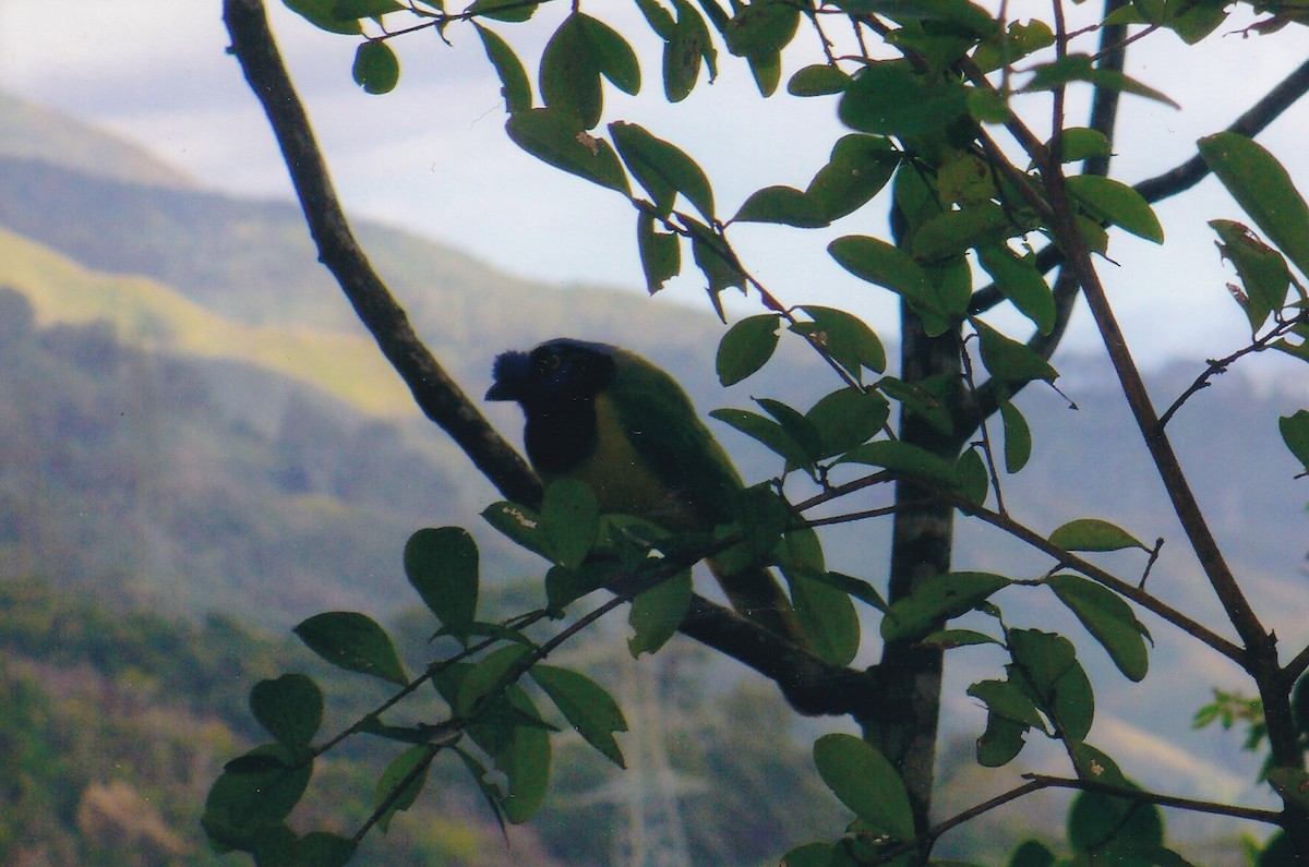 Green Jay (Inca) - ML631011334