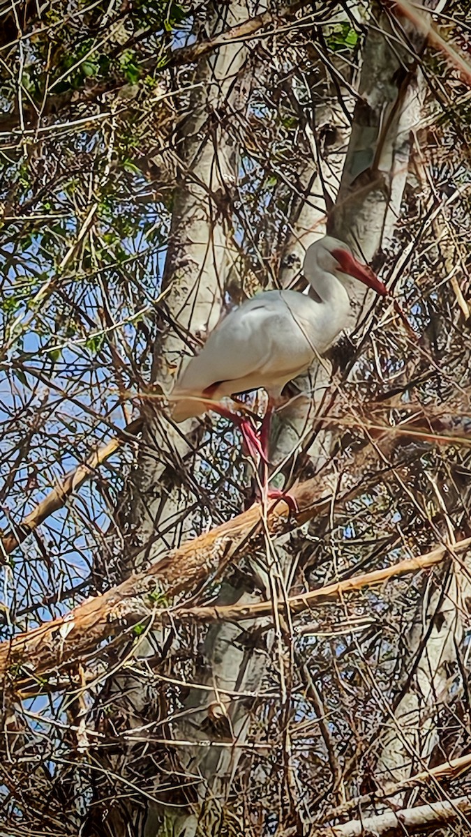 White Ibis - ML631011784