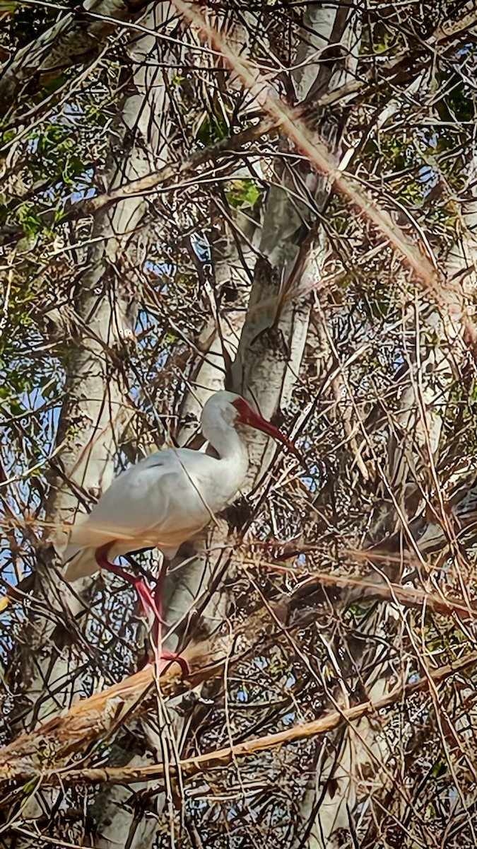 White Ibis - ML631011785