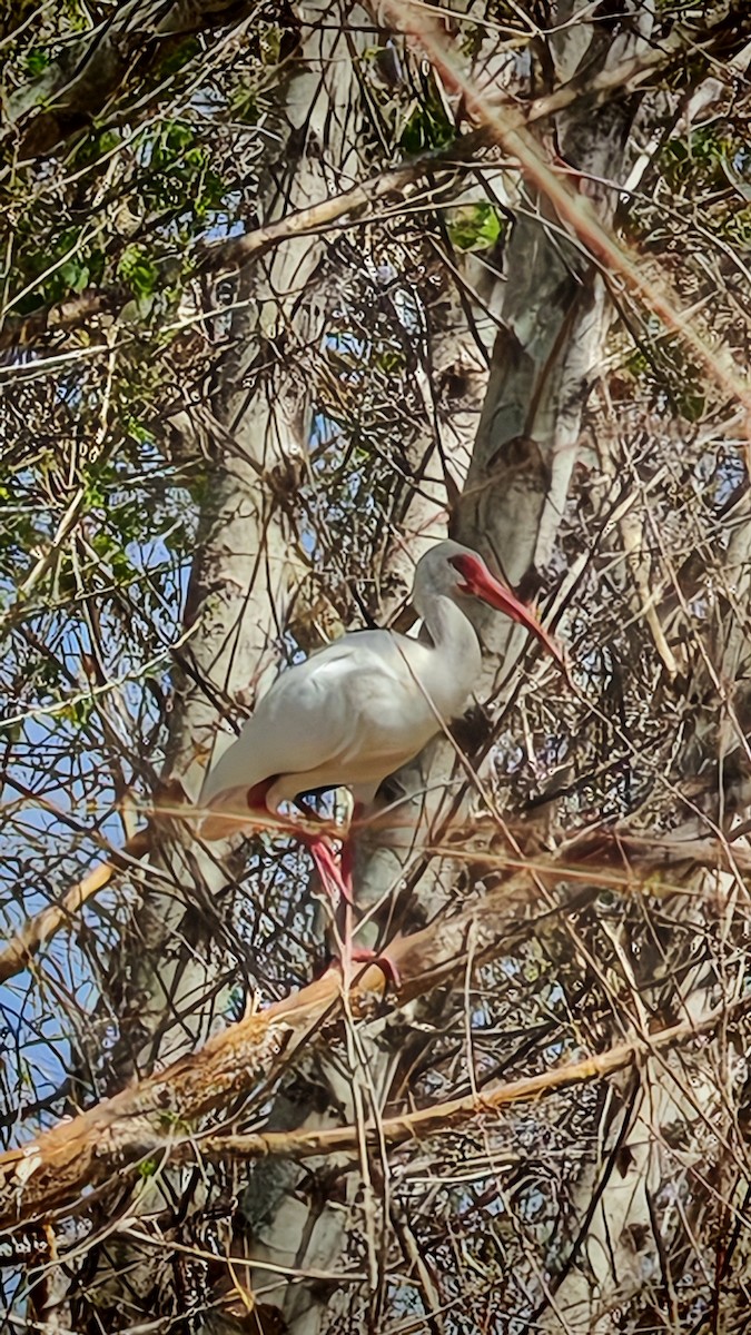 White Ibis - ML631011786