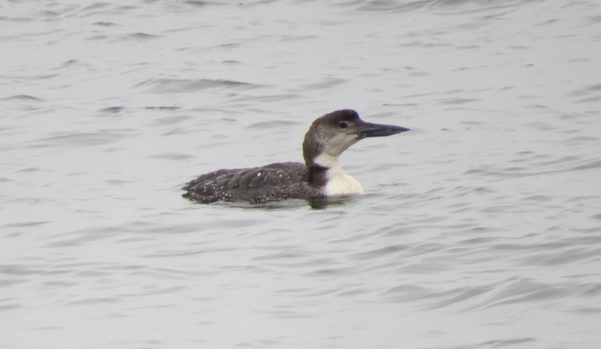 Common Loon - ML631012216