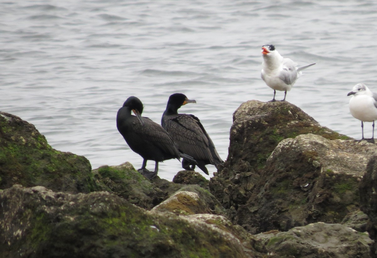 Double-crested Cormorant - ML631012256