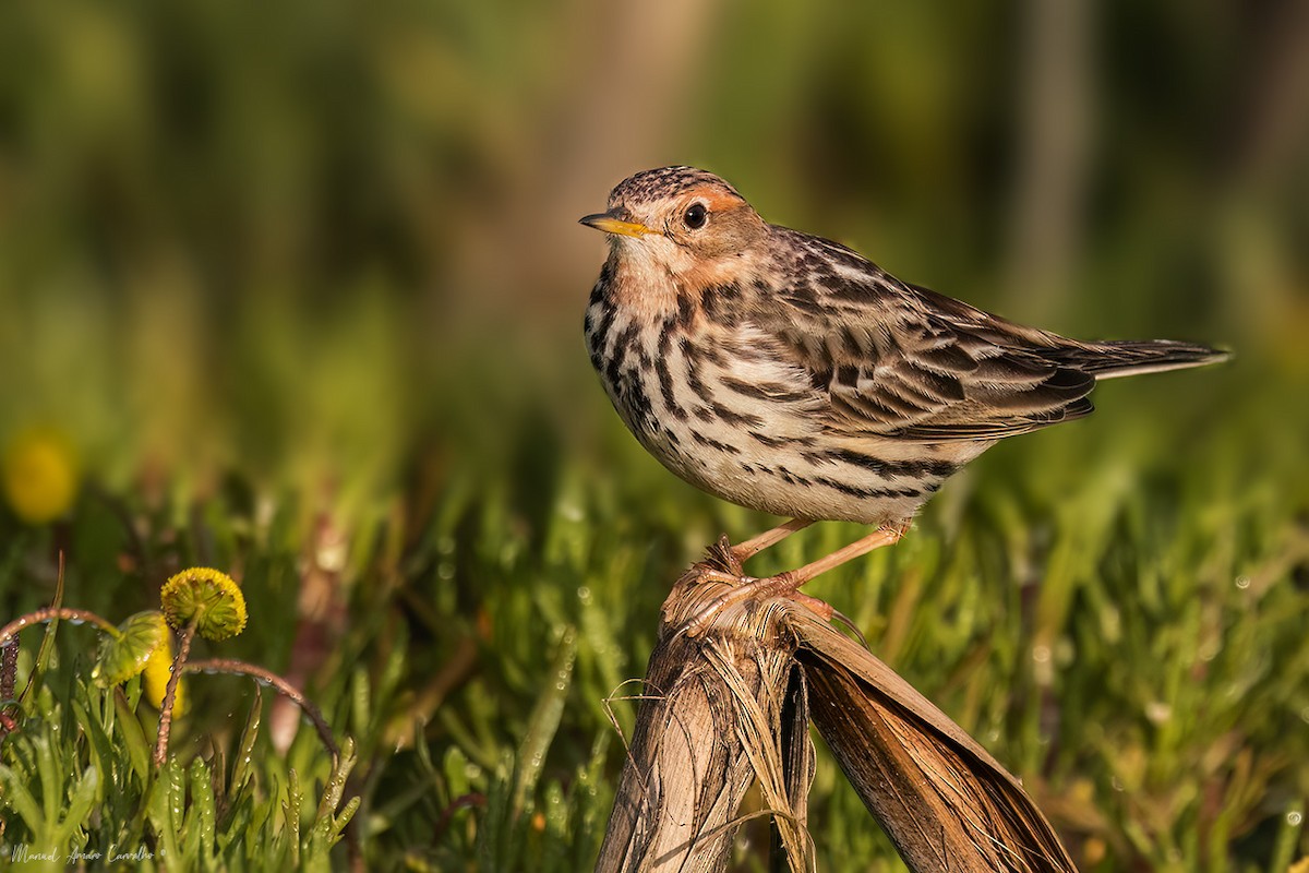 Red-throated Pipit - ML631012270