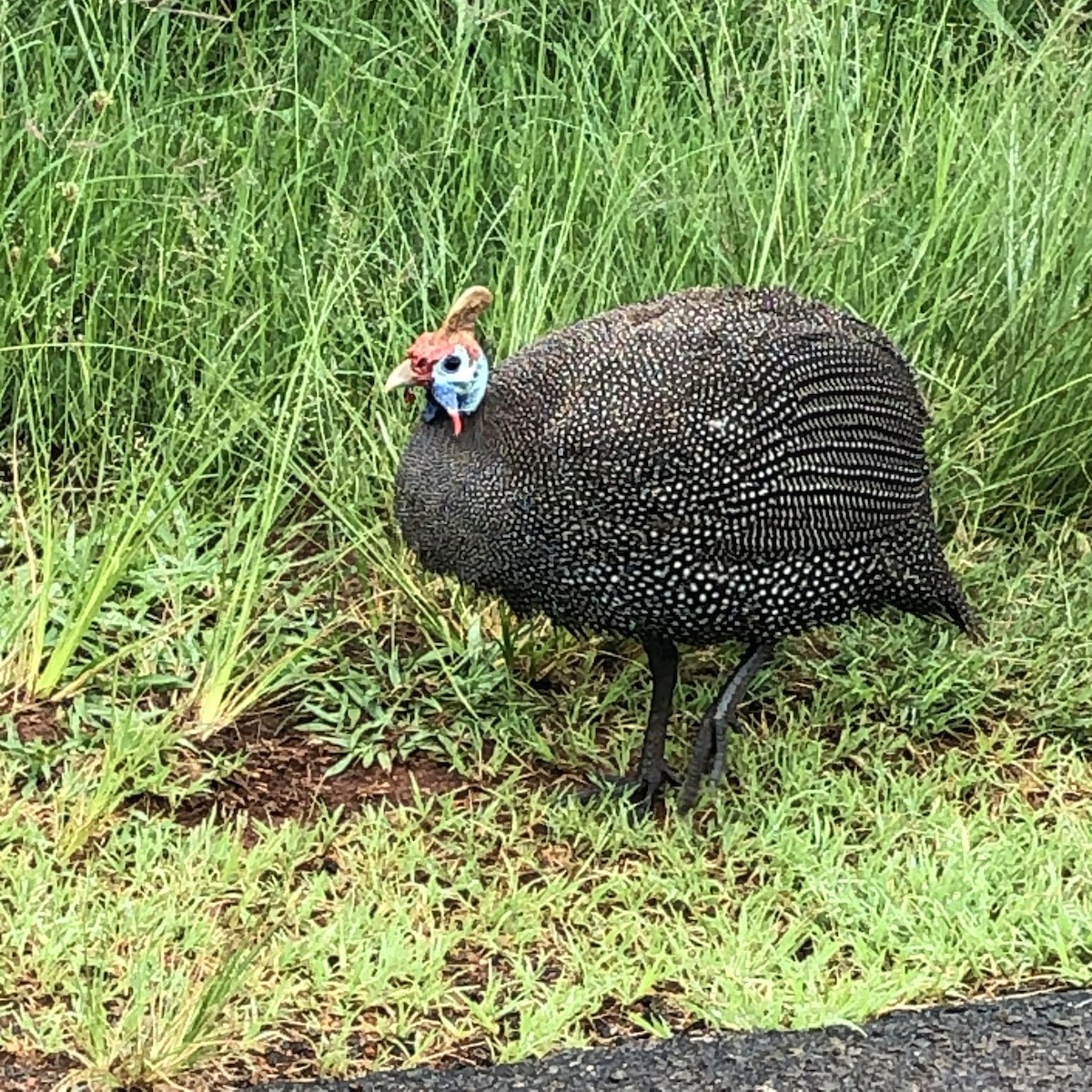 Helmeted Guineafowl - ML631012353