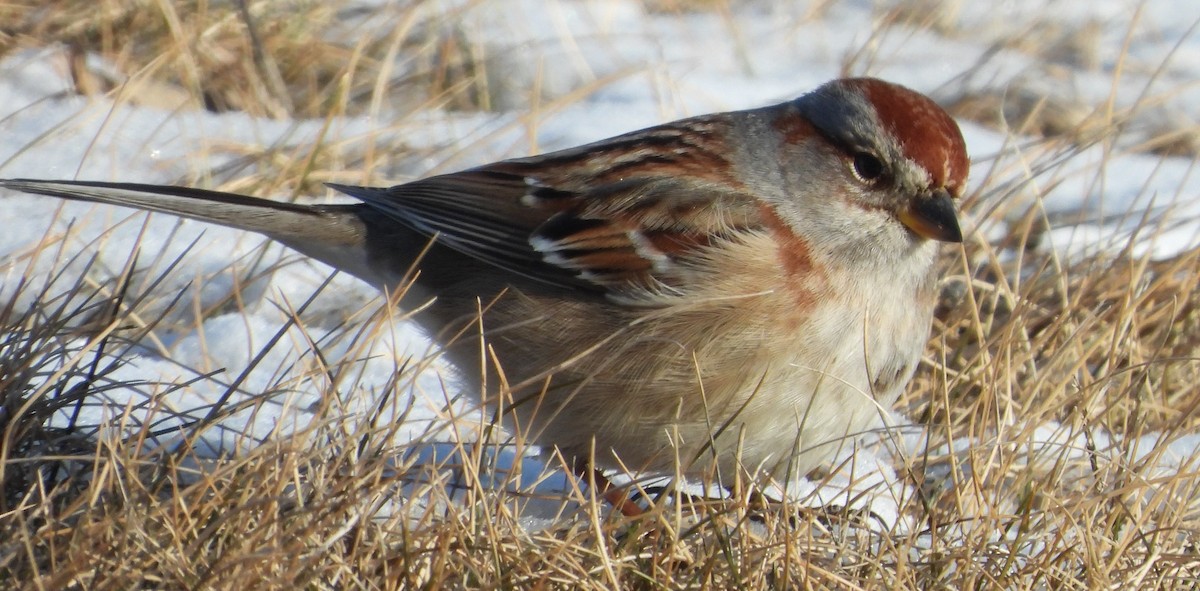 American Tree Sparrow - ML631012392
