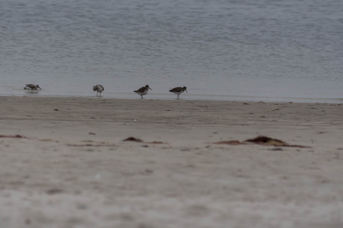 Dunlin - ML631012528