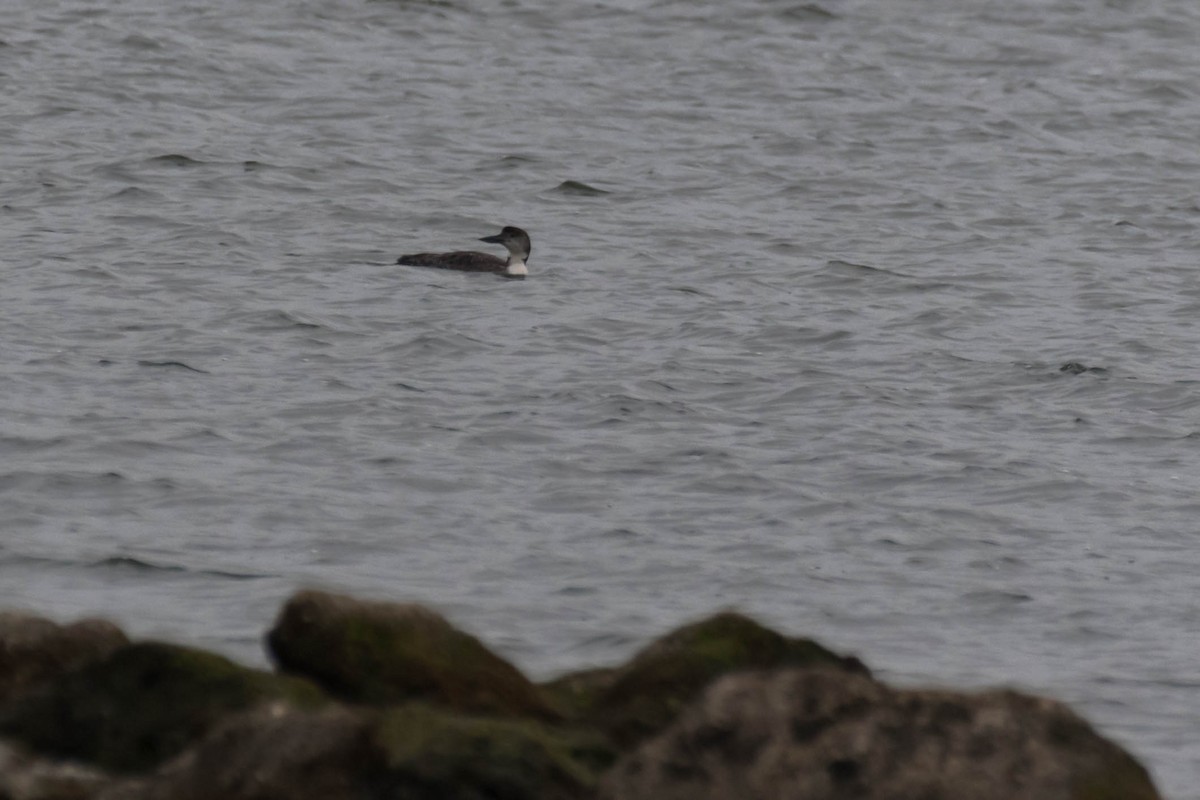 Common Loon - ML631012541
