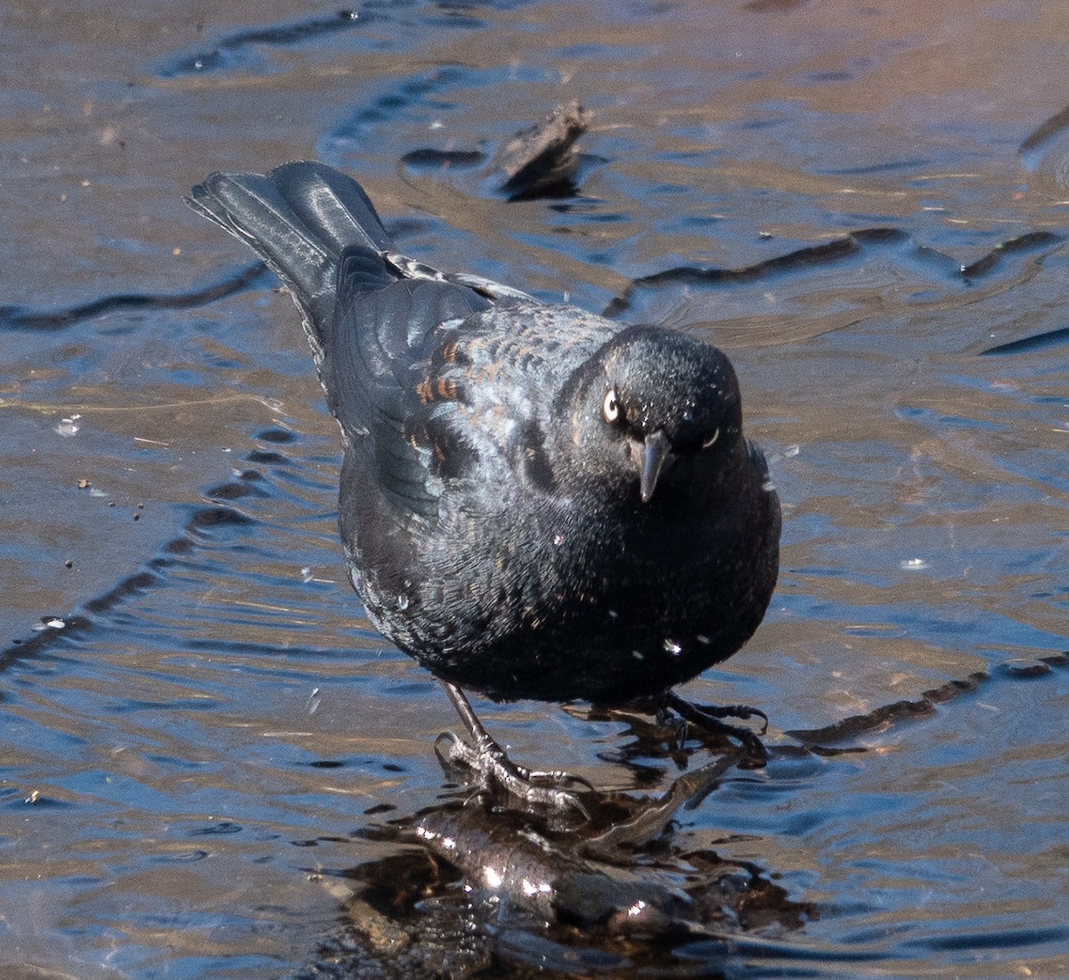 Rusty Blackbird - ML631012613