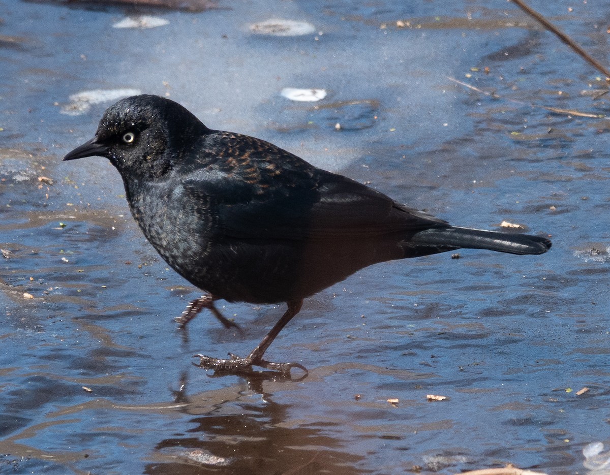 Rusty Blackbird - ML631012614