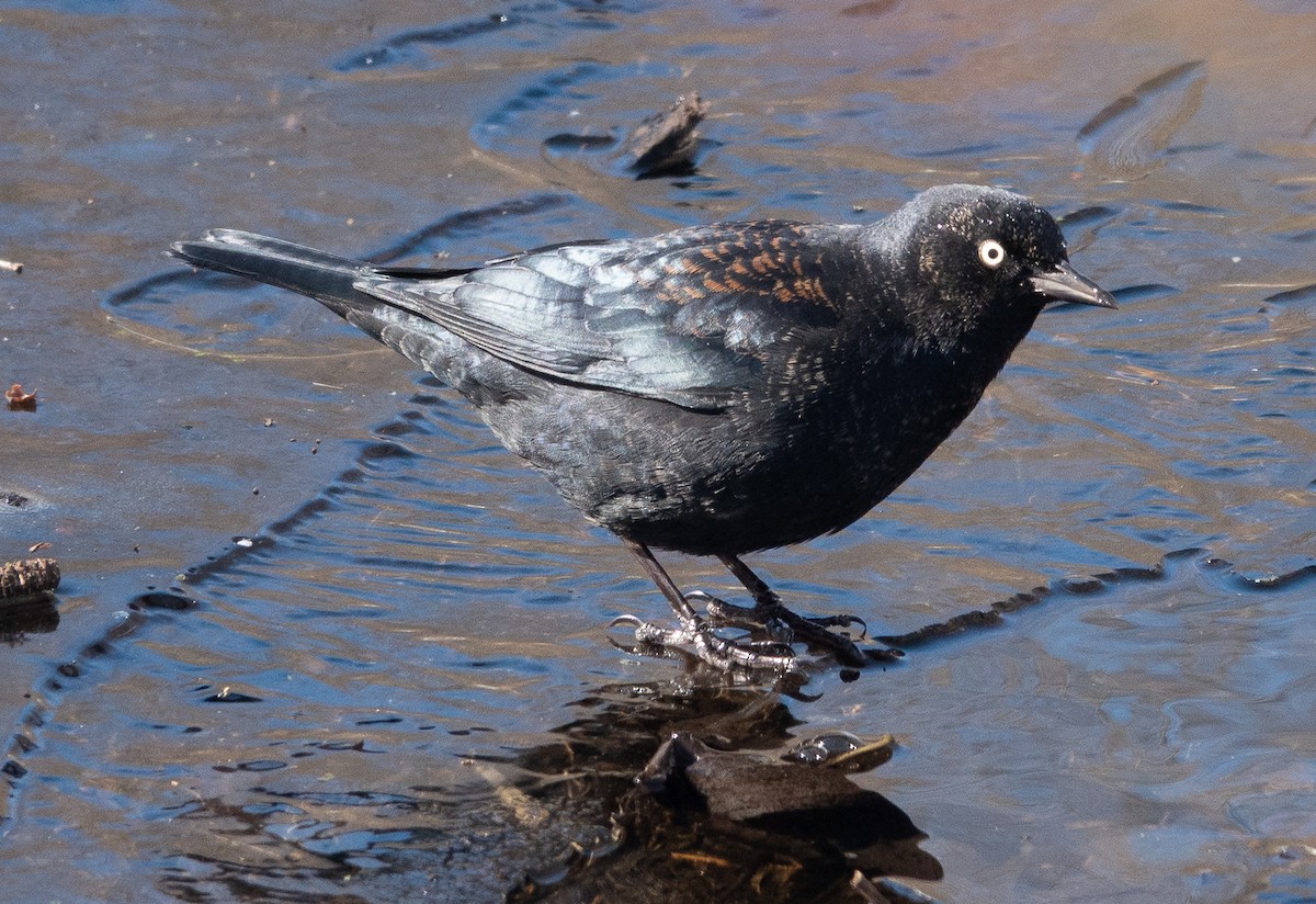 Rusty Blackbird - ML631012615