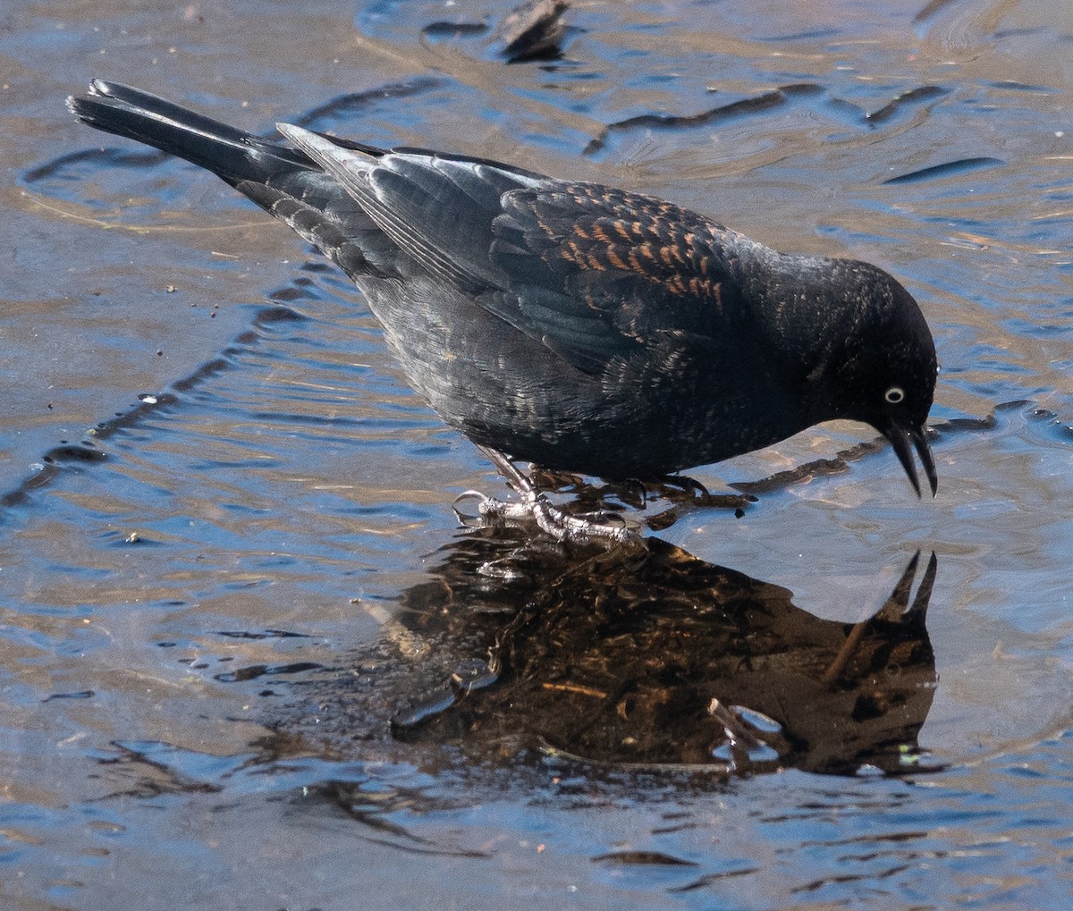 Rusty Blackbird - ML631012616