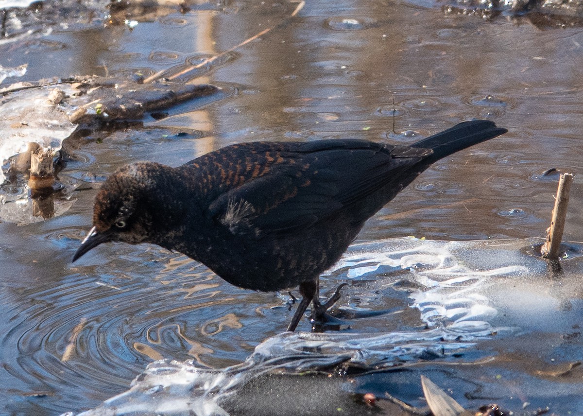 Rusty Blackbird - ML631012617
