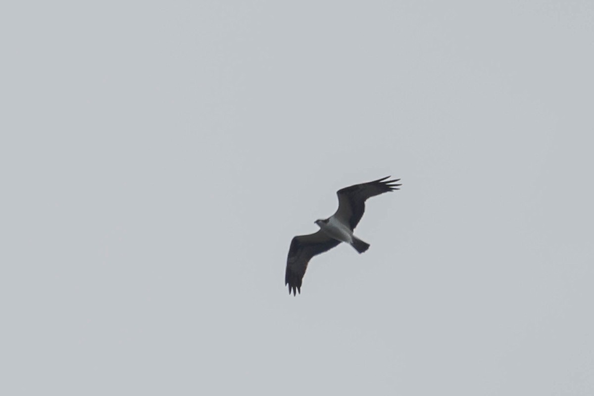 Osprey - ML631012717