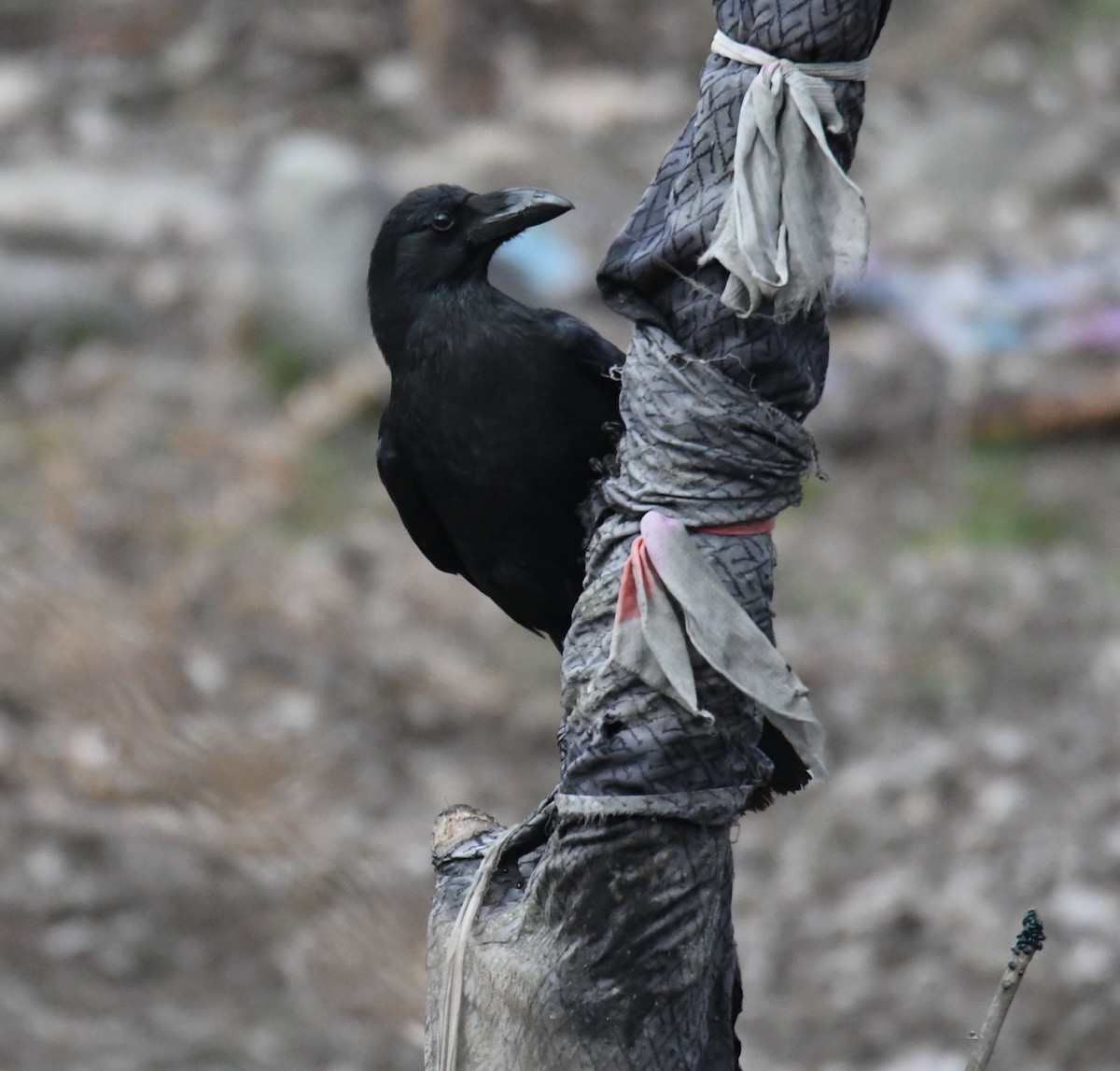 Large-billed Crow - ML631012977