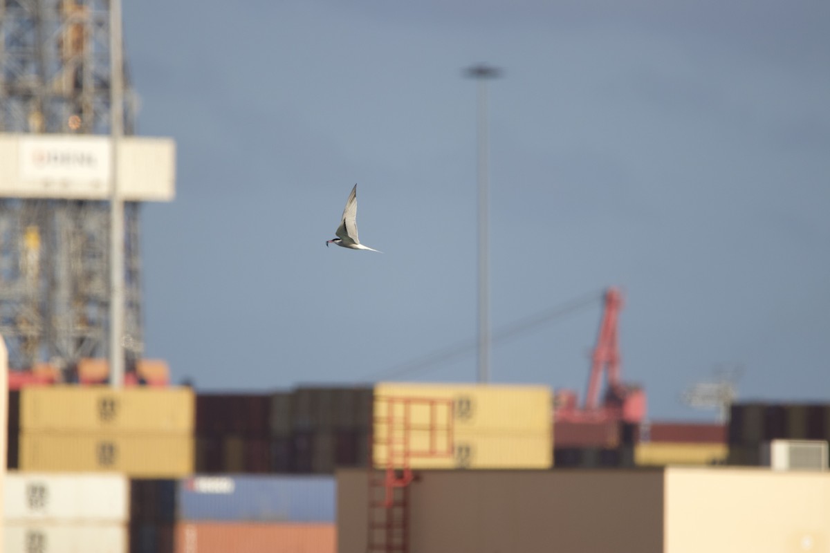 Common Tern - ML631013043