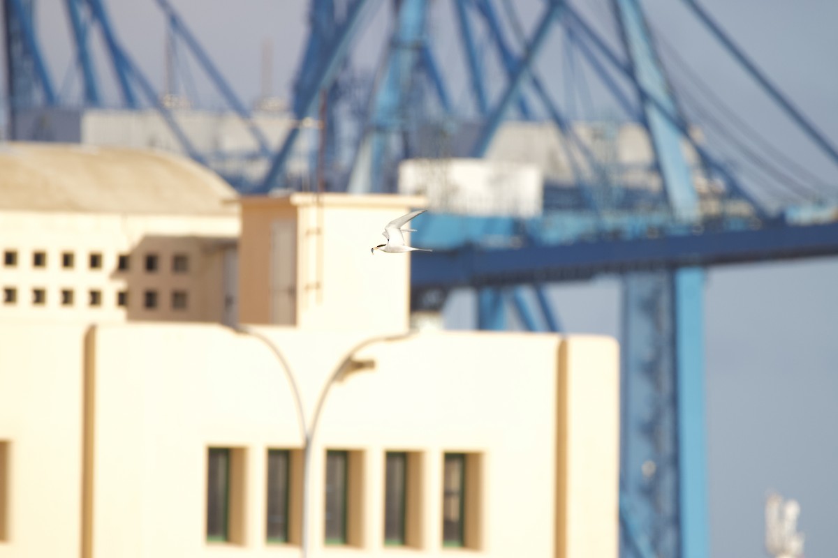 Common Tern - ML631013044