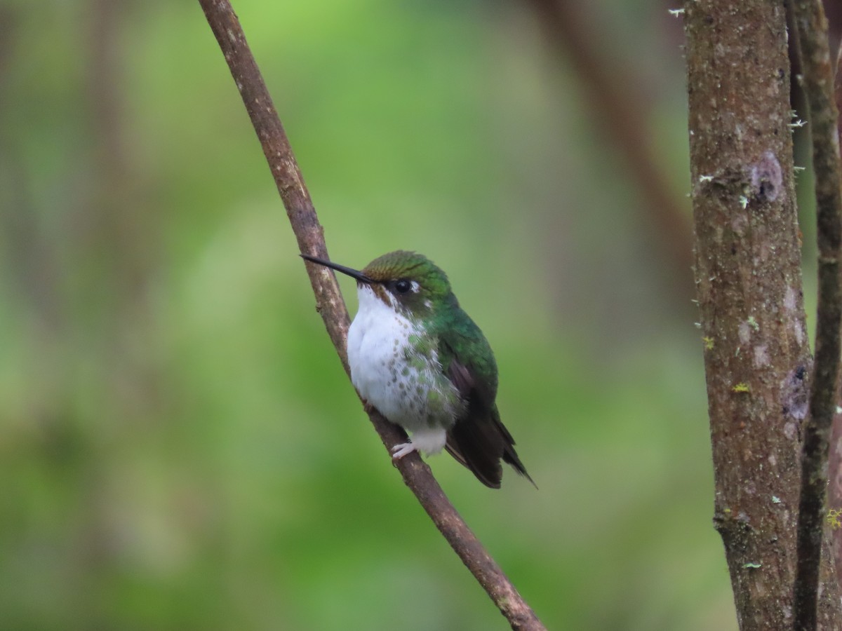 Colibrí de Raquetas Faldiblanco - ML631013273