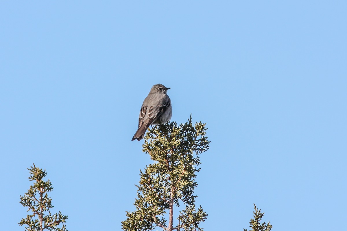 gråsolitærtrost - ML631013274