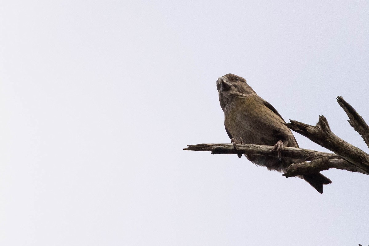 Red Crossbill (Dalat) - ML631013333