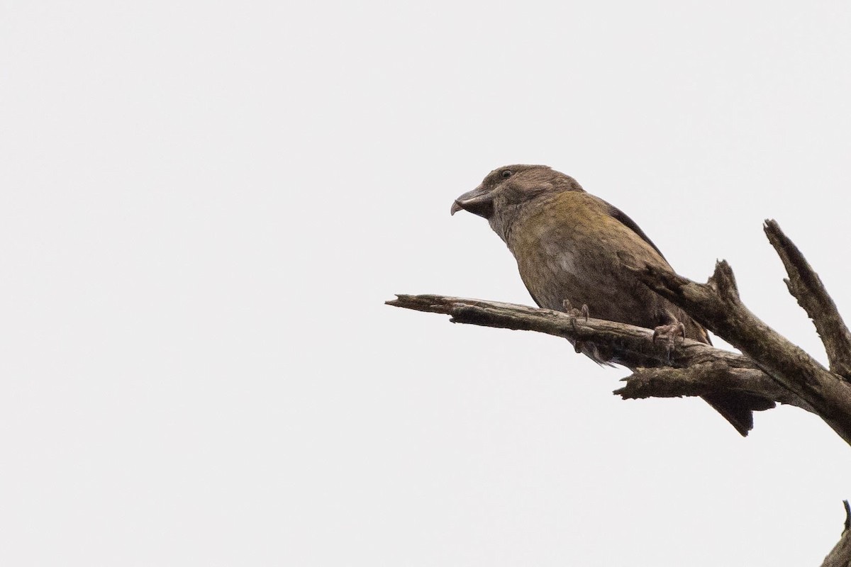 Red Crossbill (Dalat) - ML631013335