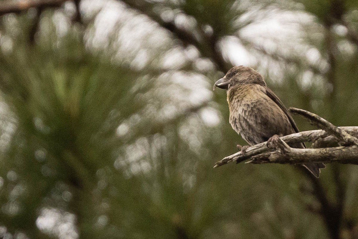 Red Crossbill (Dalat) - ML631013336