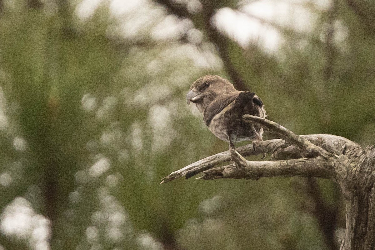 Red Crossbill (Dalat) - ML631013337