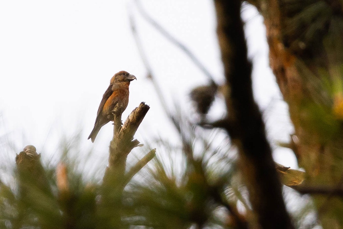 Red Crossbill (Dalat) - ML631013372