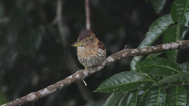 Eastern Striolated-Puffbird (torridus) - ML631013603