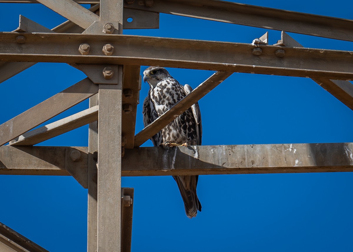 Saker Falcon - ML631013613