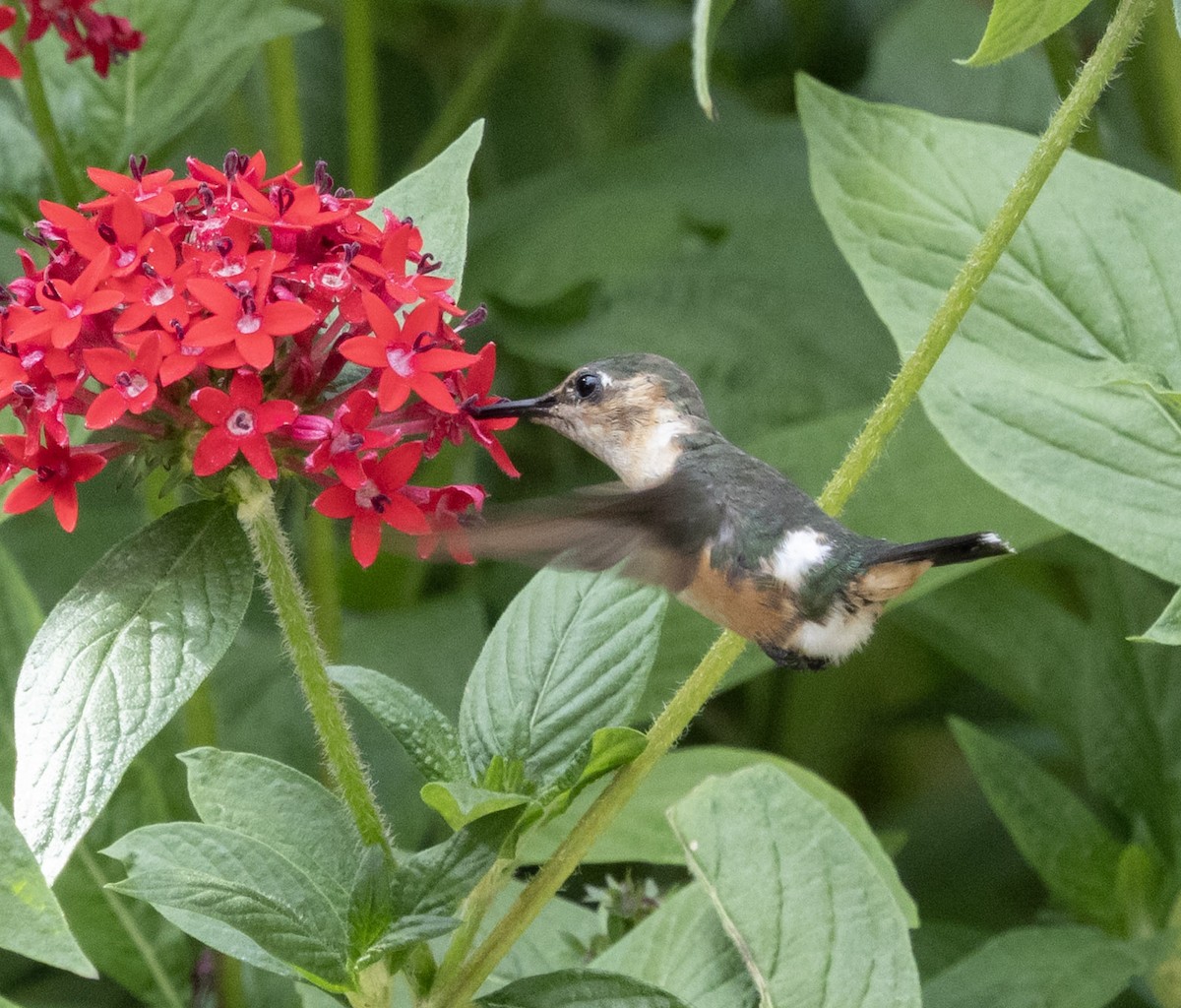 Sparkling-tailed Hummingbird - ML631013994