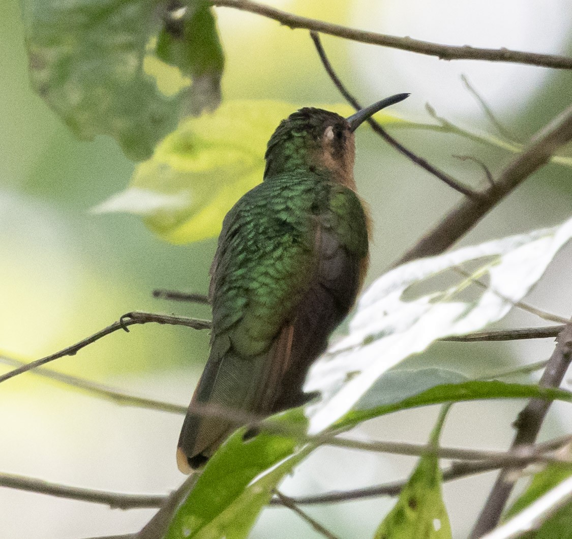 Rufous Sabrewing - ML631013995