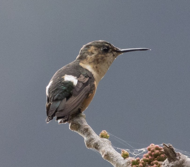 Sparkling-tailed Hummingbird - ML631013996
