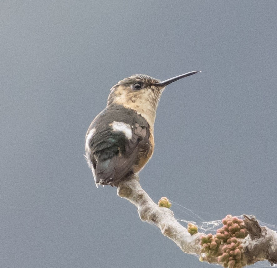 Sparkling-tailed Hummingbird - ML631013997