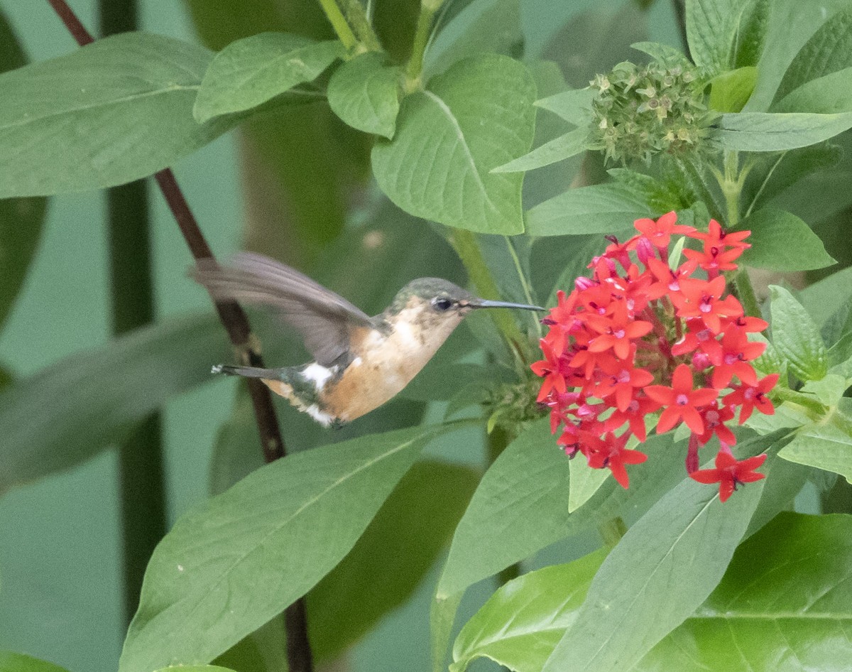 Sparkling-tailed Hummingbird - ML631013998