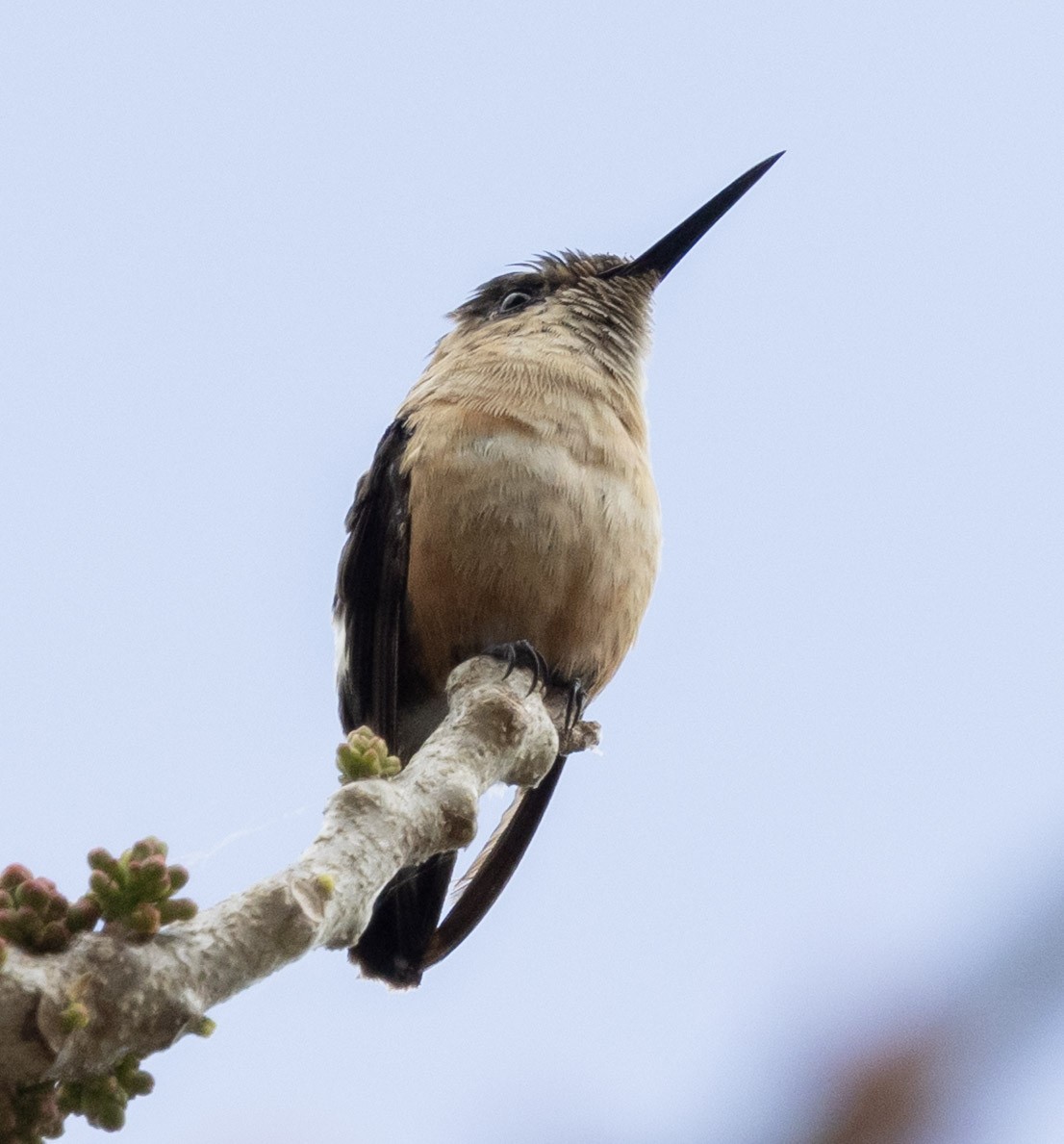 Sparkling-tailed Hummingbird - ML631013999