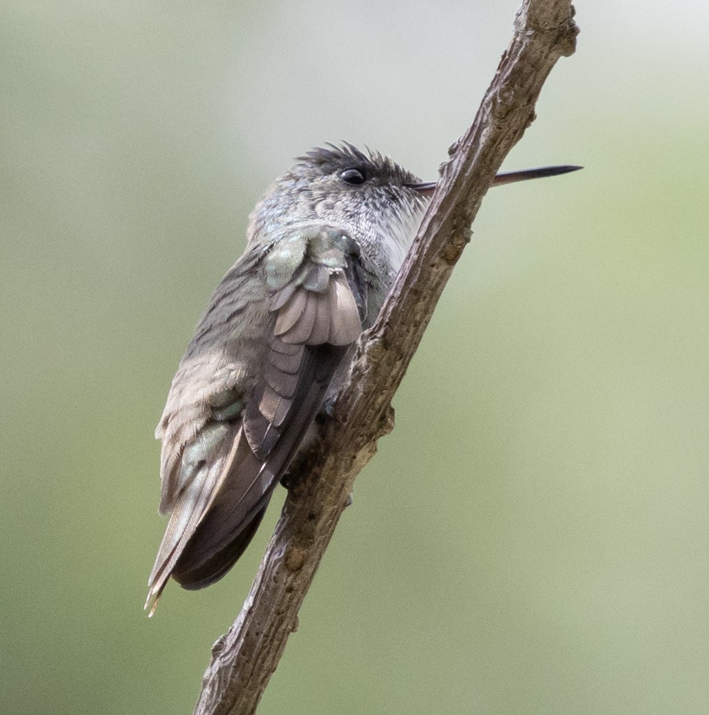 Azure-crowned Hummingbird (Azure-crowned) - ML631014001
