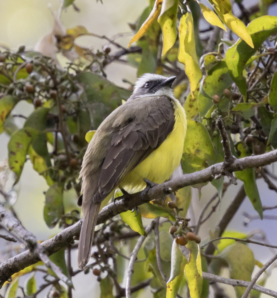 Social Flycatcher - ML631014012