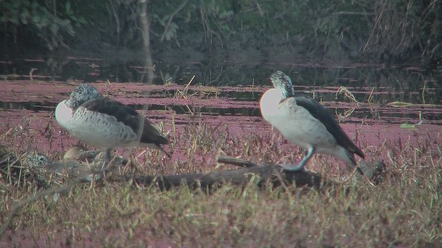 Knob-billed Duck - ML631014018