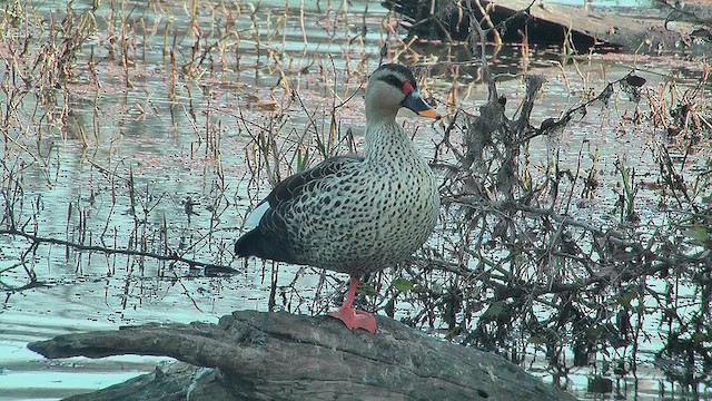 Indian Spot-billed Duck - ML631014054
