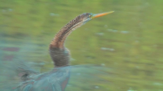 Oriental Darter - ML631014258