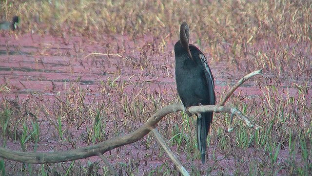 Oriental Darter - ML631014266