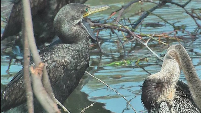 Indian Cormorant - ML631014300