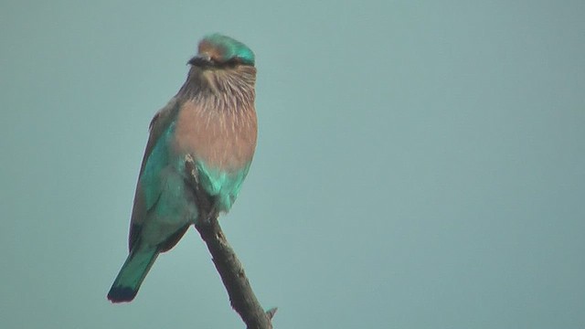 Indian Roller - ML631014407