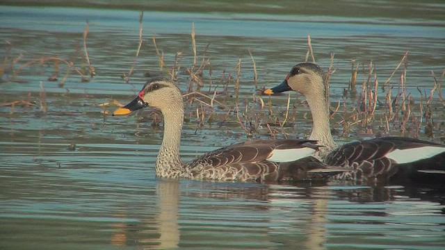 Indian Spot-billed Duck - ML631014708
