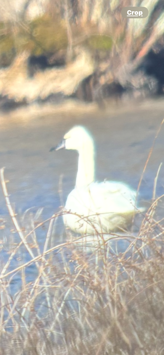 Tundra Swan - ML631014769