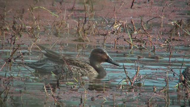 Northern Pintail - ML631014770
