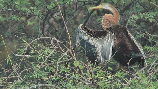 Oriental Darter - ML631014948