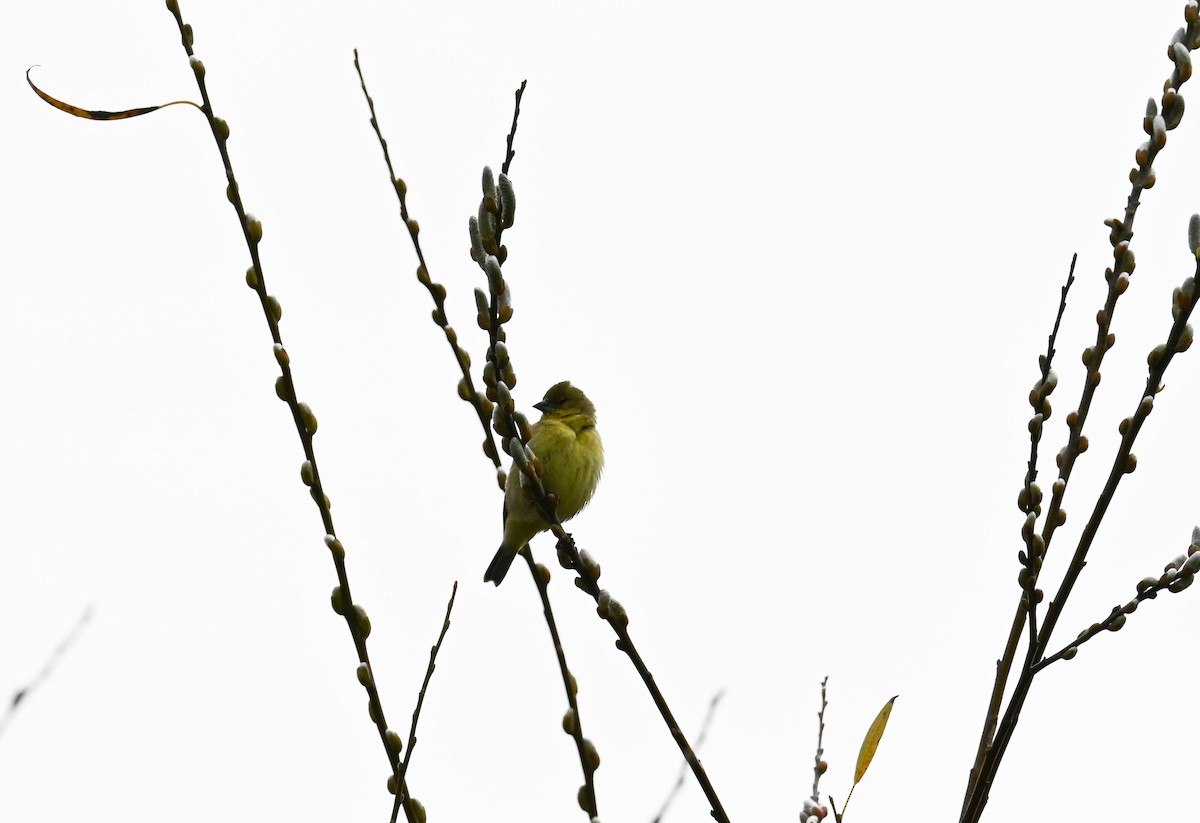 Lesser Goldfinch - ML631015104