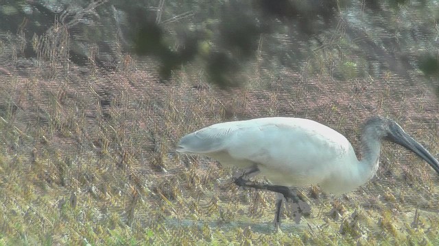 Ibis burubeltza - ML631015123
